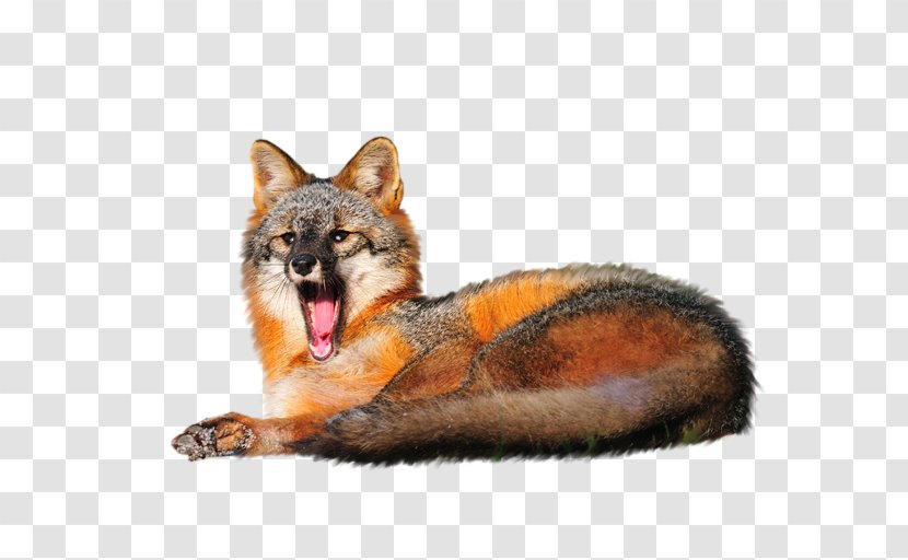 Red Fox Gray Dog Fur Transparent PNG