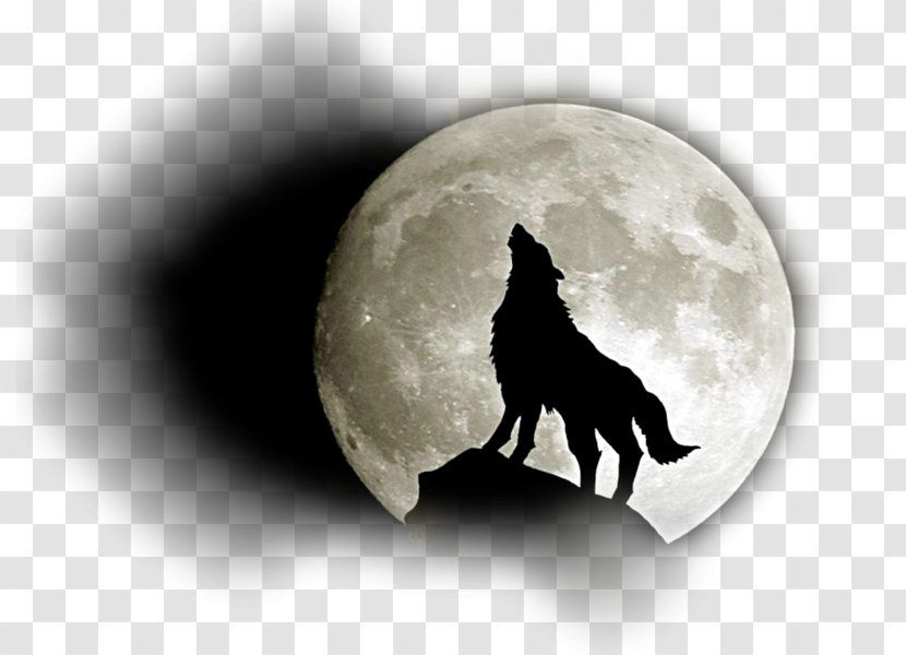 Siberian Husky Full Moon Black Wolf Wolfdog - And White Transparent PNG