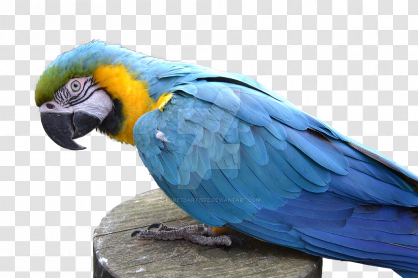 Blue-and-yellow Macaw Parrot Bird - Common Pet Parakeet Transparent PNG