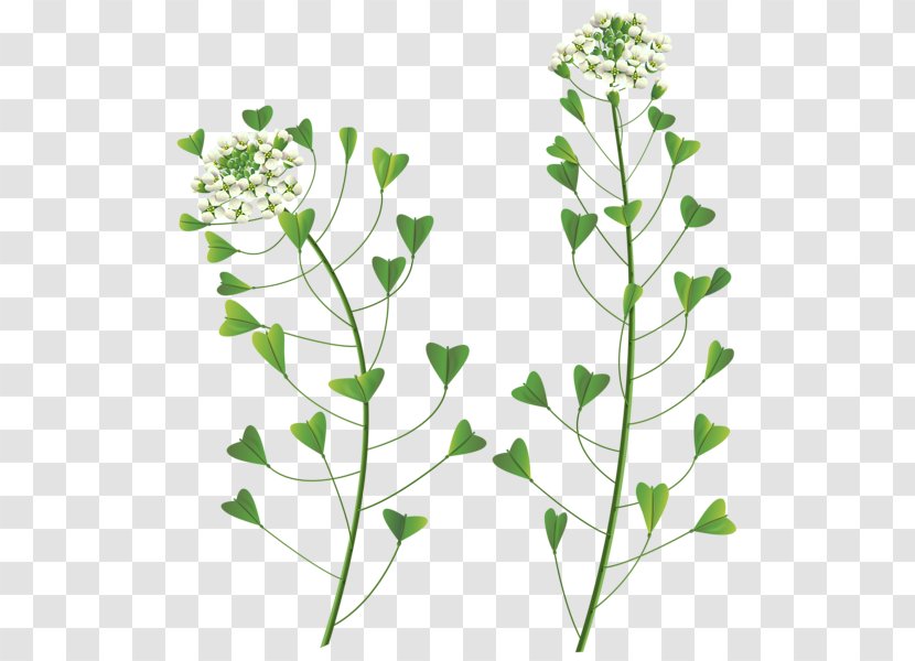 Wildflower Clip Art - Herbalism - Wild Flowers Transparent PNG