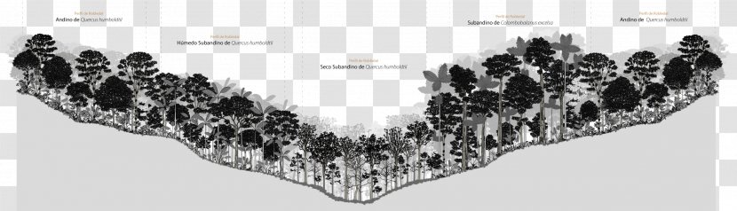 Forest Management Biodiversity Tree Oak - White Transparent PNG
