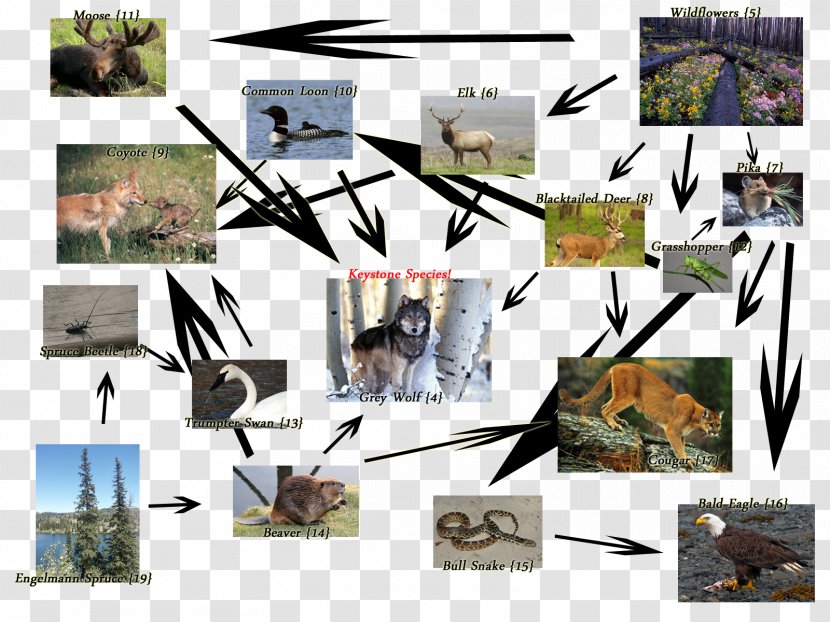 Yellowstone National Park Gray Wolf Greater Ecosystem History Of Wolves In Reintroduction - Ecology Transparent PNG