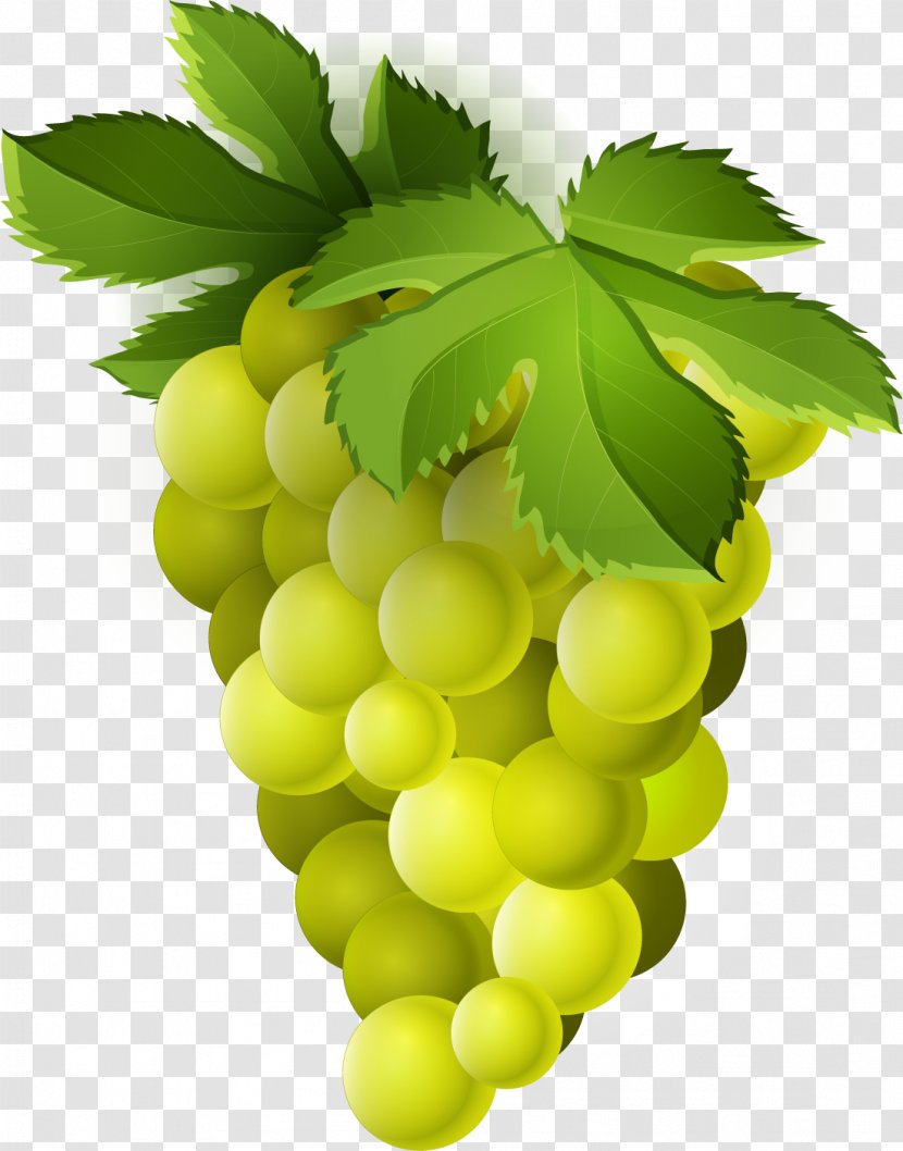 Common Grape Vine Sultana Seedless Fruit - Vitis Transparent PNG