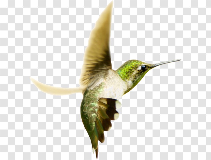 Swallow-tailed Hummingbird Ruby-throated Photography - Bird Transparent PNG