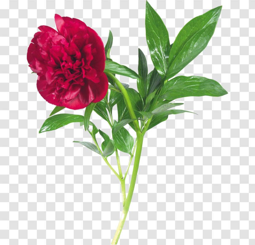 Peony Clip Art - Flower Transparent PNG