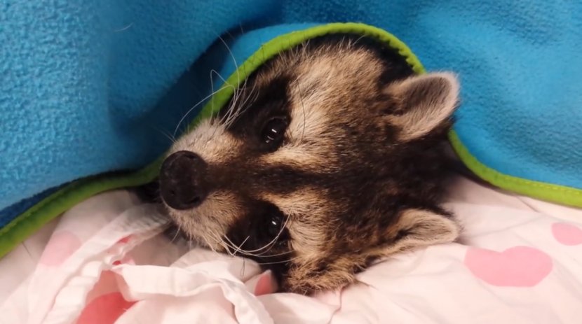 Baby Raccoons United States Pet Jenoti - Futon - Raccoon Transparent PNG