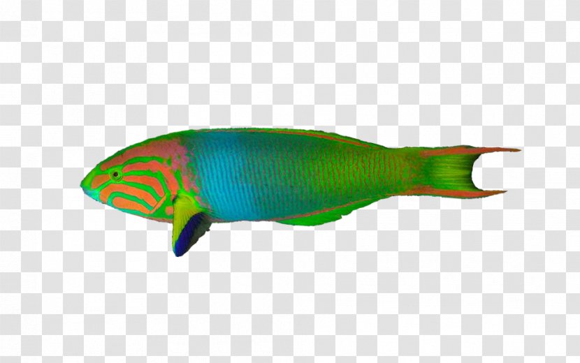 Blue-green Chromis Saltwater Fish Anthias Moon Wrasse Transparent PNG
