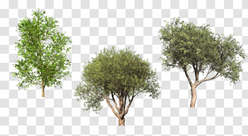 Tree Shrub Digital Image Clip Art - Information - Pine Leaves Transparent PNG