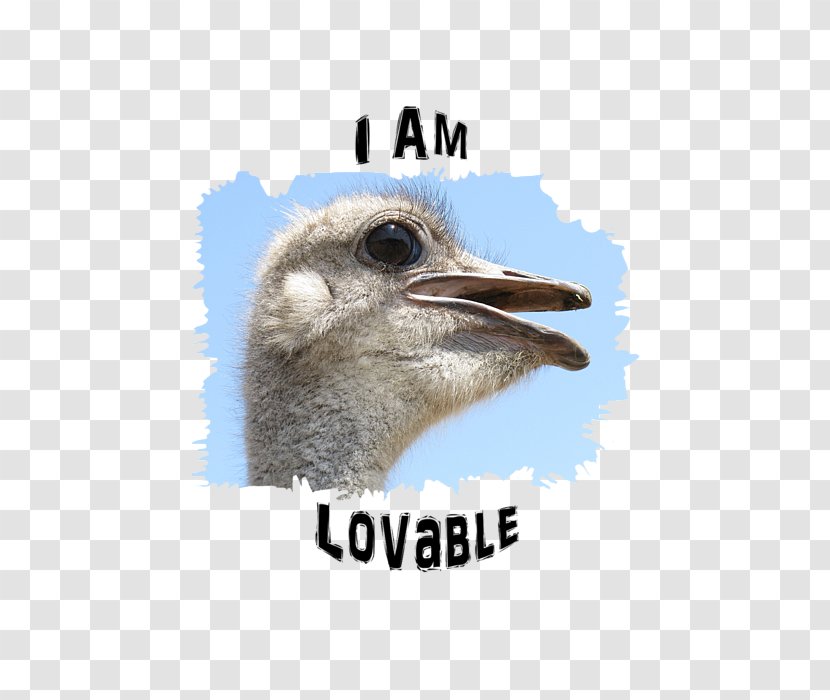 Common Ostrich Flightless Bird Photography - Heart - Lovable Transparent PNG