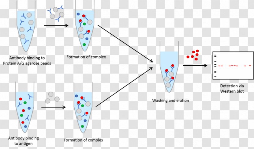 Immunoprecipitation Western Blot Centrifugation Antibody Agarose - Antigen Transparent PNG