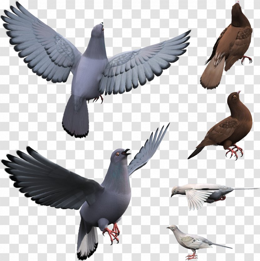 Pigeons And Doves Stock Dove Bird Domestic Pigeon Release - Vertebrate Transparent PNG