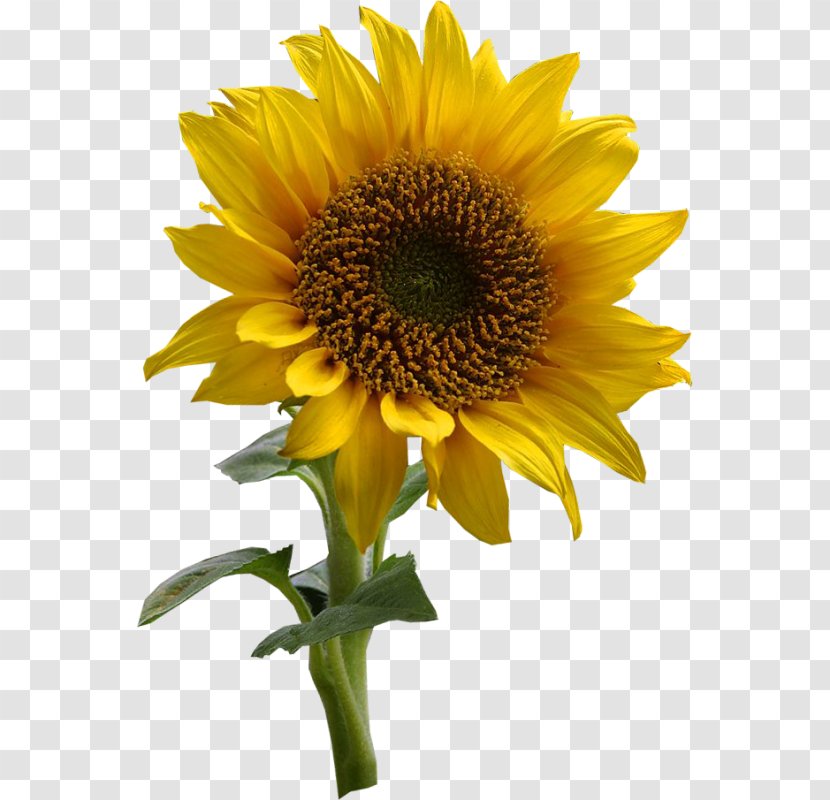 Common Sunflower Drawing Clip Art - Yellow - Rustic Flowers Transparent PNG