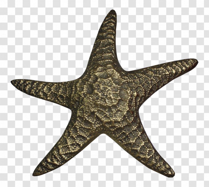 Embroidered Patch Starfish Clothing Amazon.com Sports - Marine Invertebrates - Symbol Transparent PNG