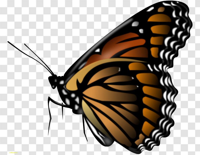 Monarch Butterfly Insect Clip Art - Coloring Book Transparent PNG