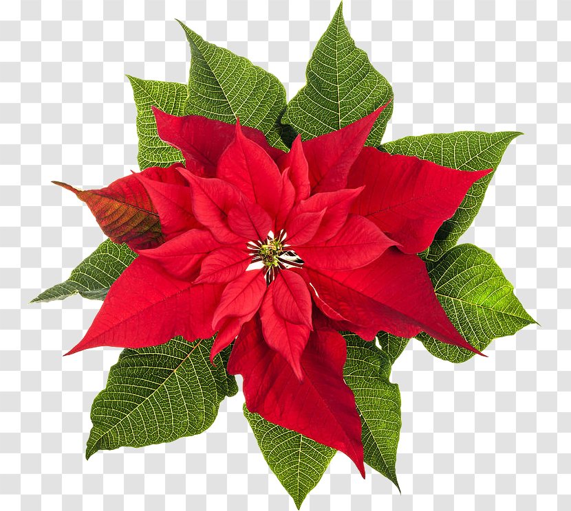 Poinsettia Stock Photography Christmas Plants Flower - Lights Transparent PNG