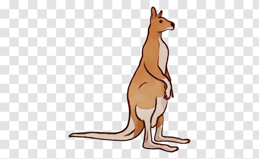 Kangaroo Macropodidae Kangaroo Red Kangaroo Wallaby Transparent PNG