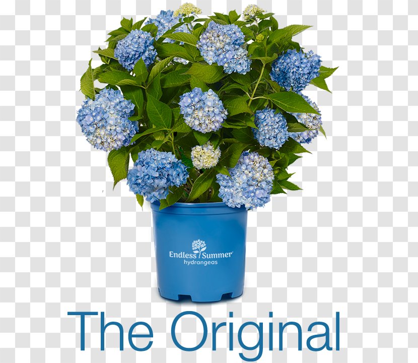 French Hydrangea Flower Shrub Shade Garden - Container Transparent PNG
