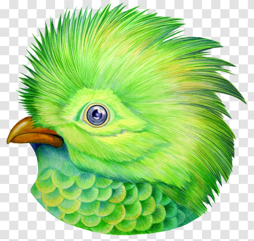Bird Green Animal - Fauna - Aves Transparent PNG