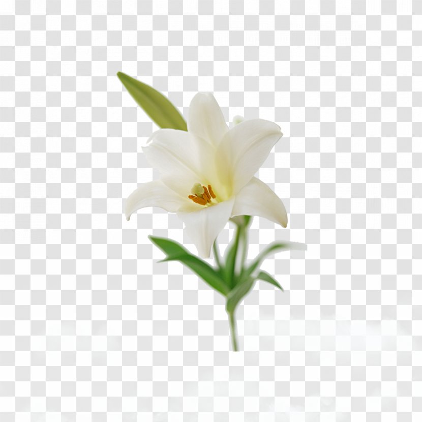 Lilium Candidum Flower Bouquet Easter Lily ‘Casa Blanca’ - Family - White Transparent PNG