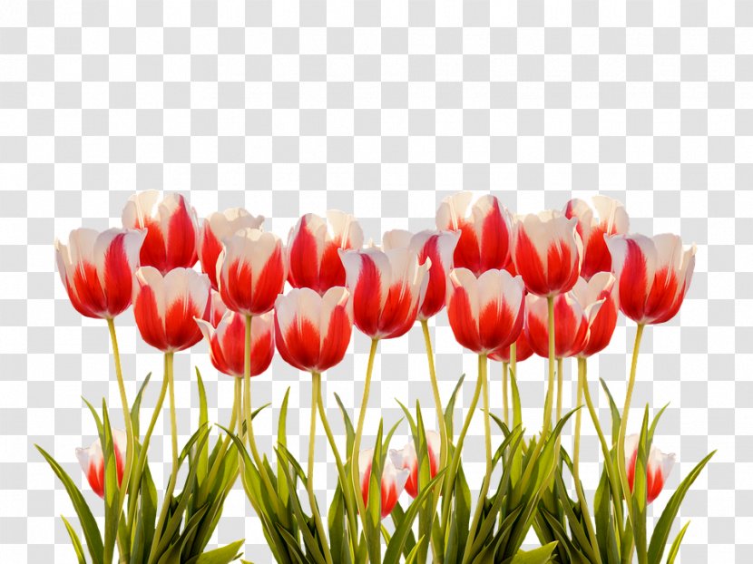 Tulip Flower Image Clip Art - Spring Transparent PNG