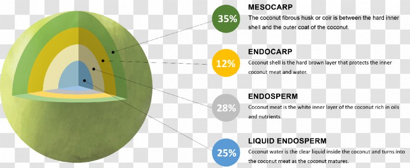 Coconut Endosperm Anatomy Gritty COCO'S JAPAN CO., LTD. - Nitty Transparent PNG