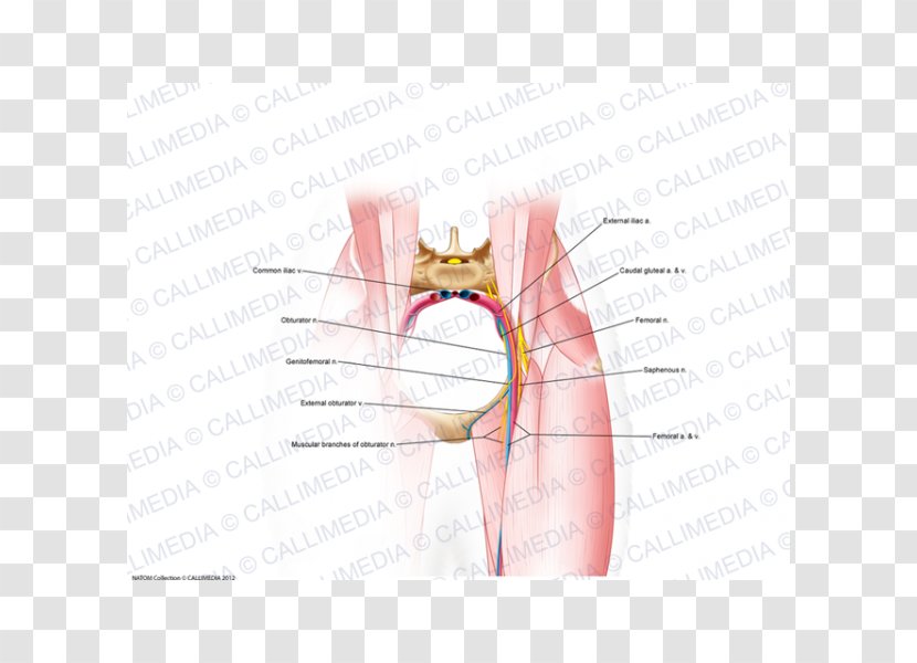 Thumb Hip Mouth Nerve Jaw - Flower - Cranial Transparent PNG