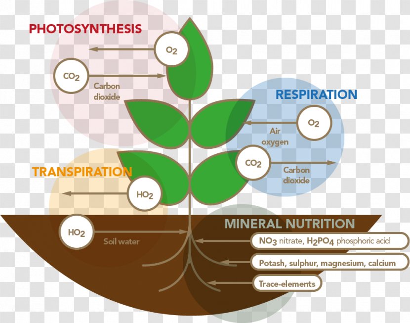 Plant Nutrition Respiració Vegetal Stimulation Respiration - Oxygen Transparent PNG