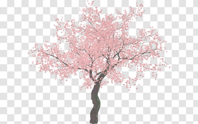 Cherry Blossom Tree Clip Art - Branch - Sakura Transparent PNG
