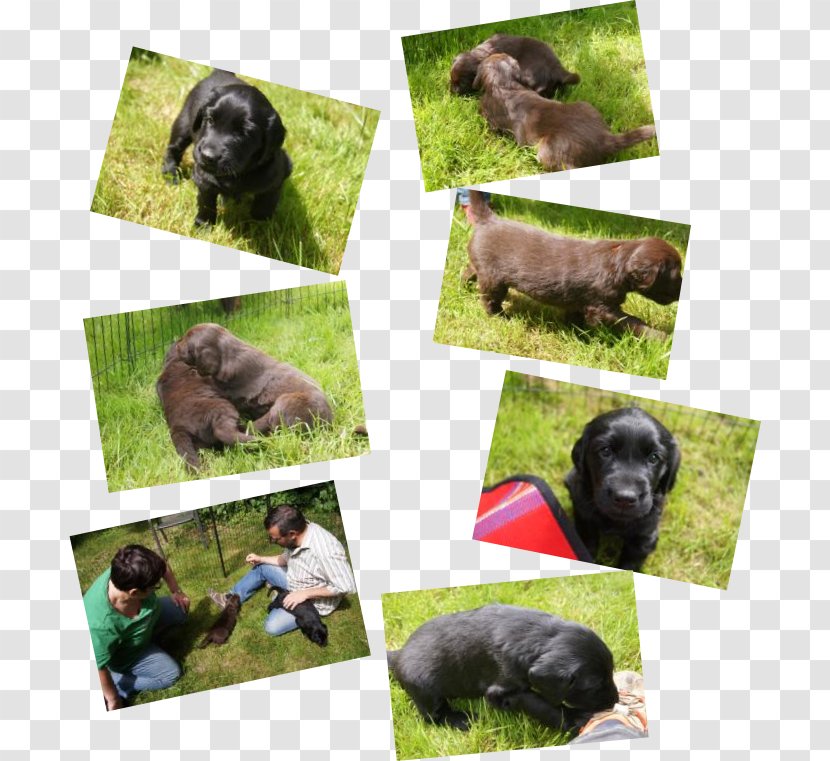 Dog Breed Puppy Obedience Training Sporting Group - Grass - Flat Coat Retriever Transparent PNG