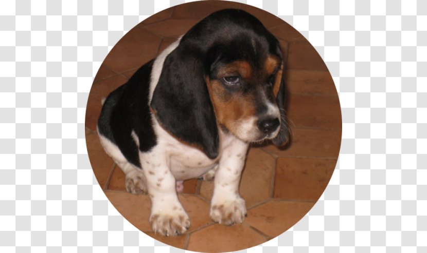 Basset Artésien Normand Hound Treeing Walker Coonhound Beagle Finnish - Dog Breed - Puppy Transparent PNG