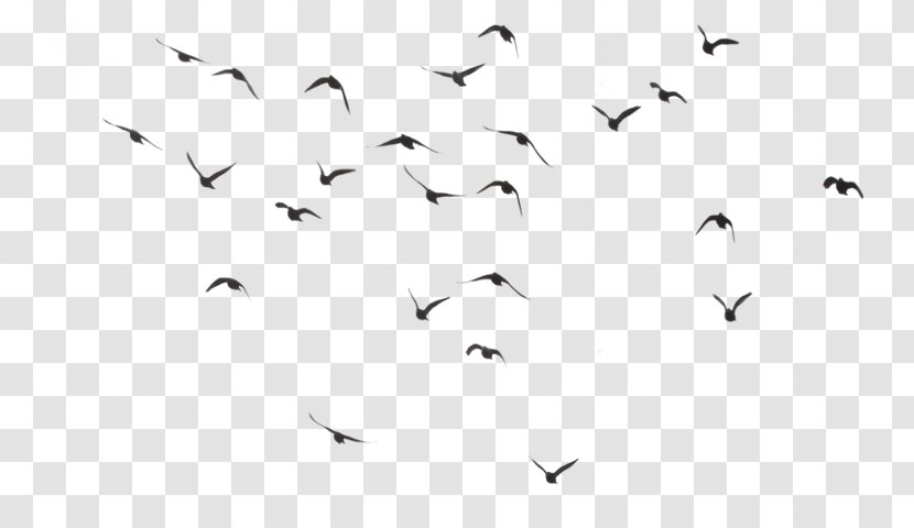Bird Clip Art - Flock Transparent PNG