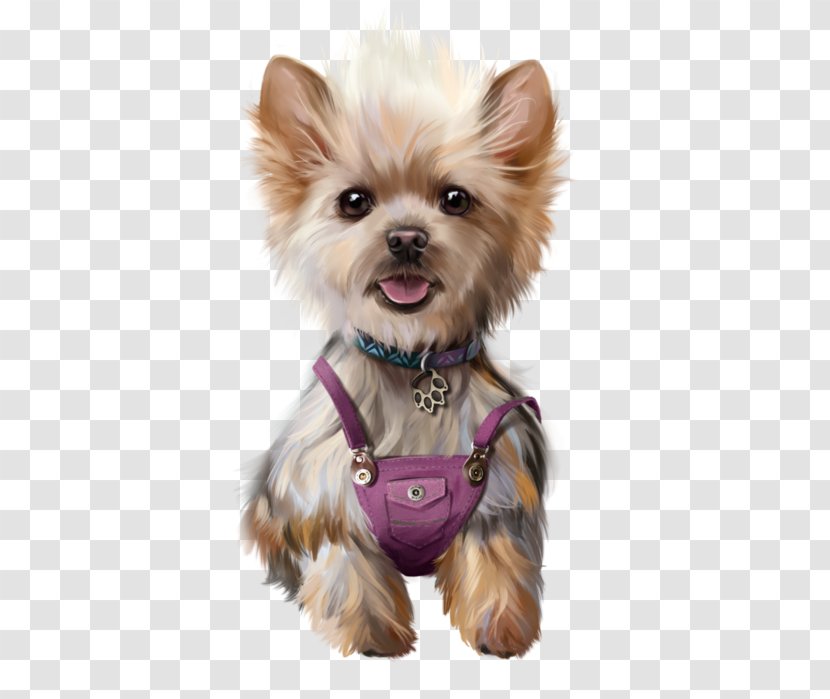 Yorkshire Terrier Maltese Dog Chihuahua Puppy Boston - Royaltyfree Transparent PNG