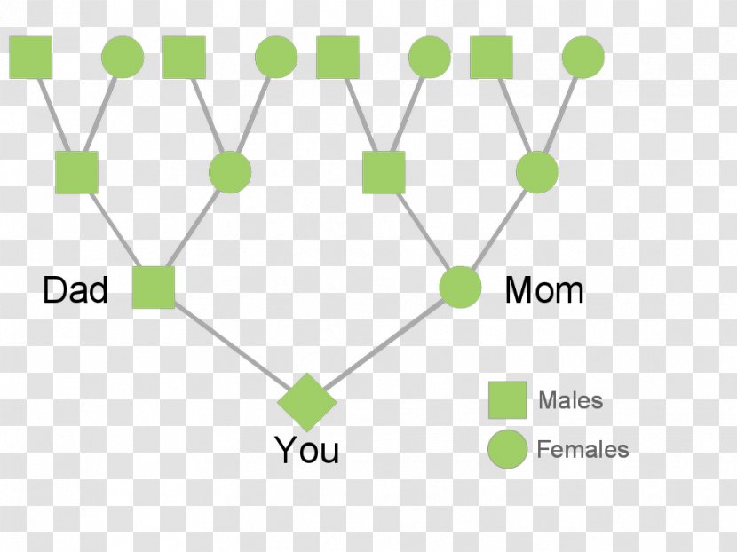 Ancestor Family Tree Lineage Evolution - Yellow Transparent PNG