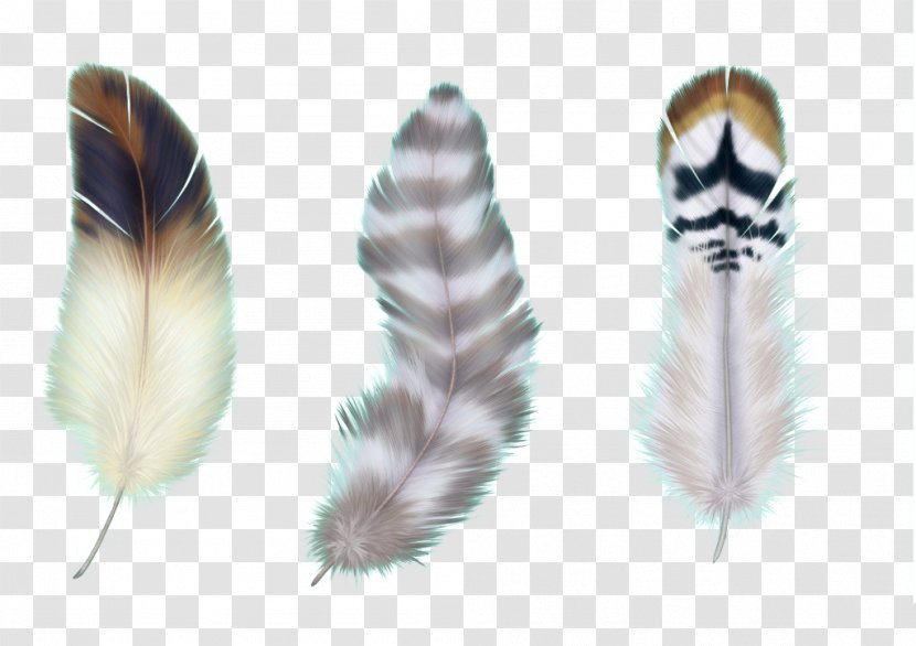 Bird Feather Asiatic Peafowl - Color Transparent PNG