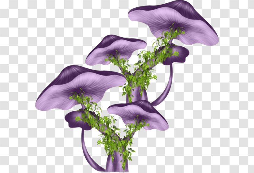Cut Flowers Drawing Floral Design Petal - Mushroom - Champignon Transparent PNG