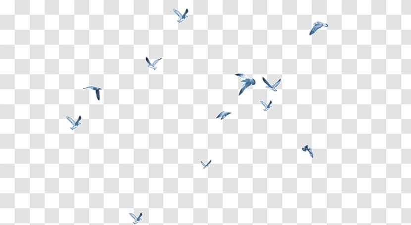 Bird Clip Art - Avialae - Flying Transparent PNG