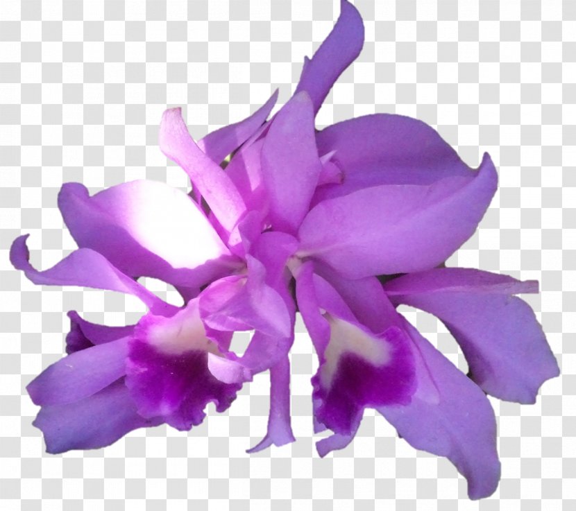Cattleya Orchids Herbaceous Plant - Lilac - Darshan Transparent PNG