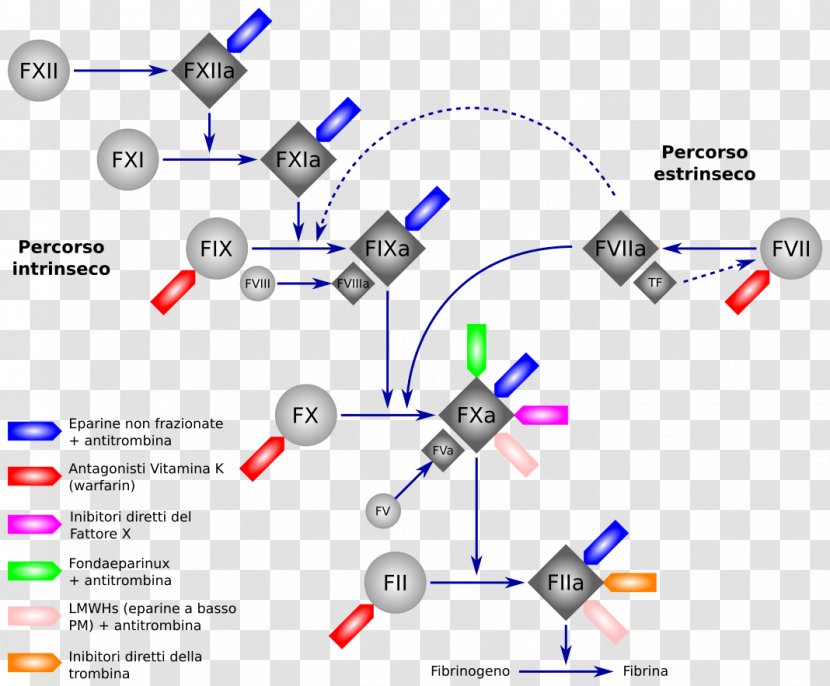 Direct Thrombin Inhibitor Anticoagulant Dabigatran Ciraparantag Xa - Enoxaparin Sodium - Clean Development Mechanism Transparent PNG