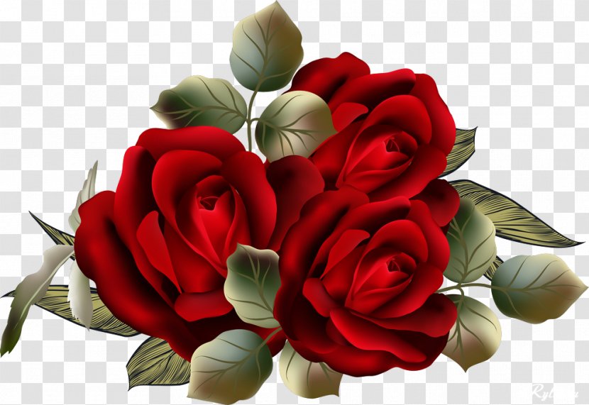 Garden Roses Centifolia Flower Clip Art - Arranging - Beautiful Transparent PNG