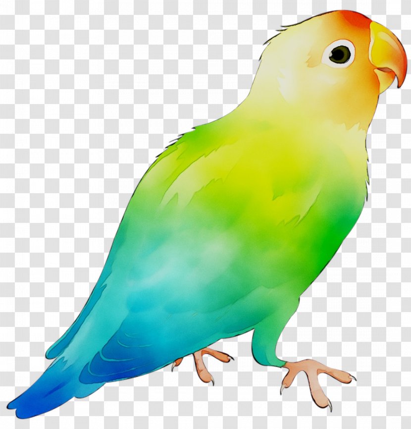 Bird Fotosearch Parrot Stock Photography Image - Macaw - Beak Transparent PNG