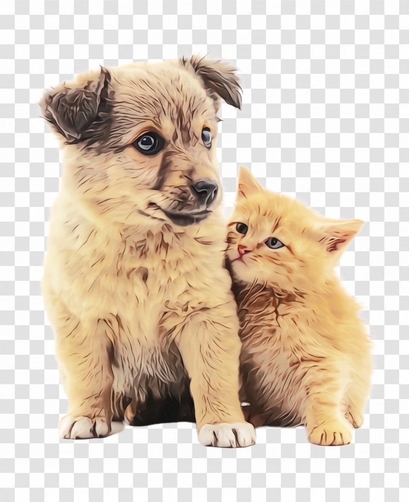 Cat Puppy Dog Kitten Breed Transparent PNG