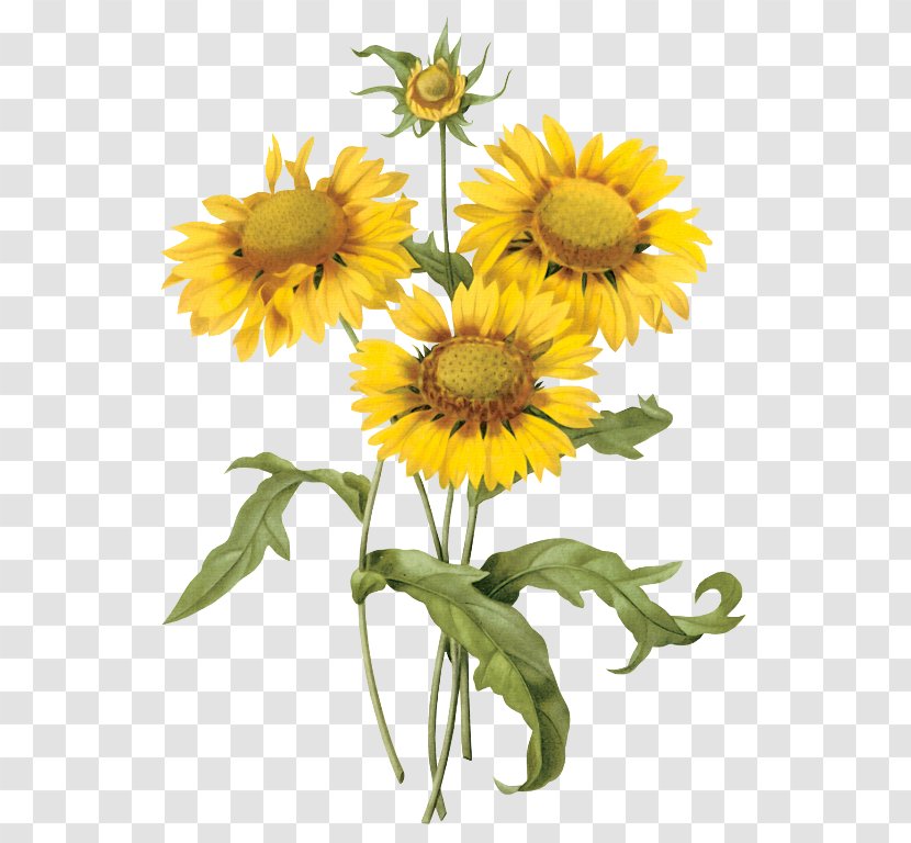 Vintage Clothing Flower Poster Clip Art - Common Sunflower Transparent PNG