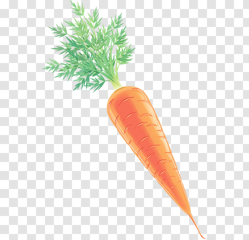 Carrot Root Vegetable Baby Carrot Wild Carrot Vegetable Transparent PNG