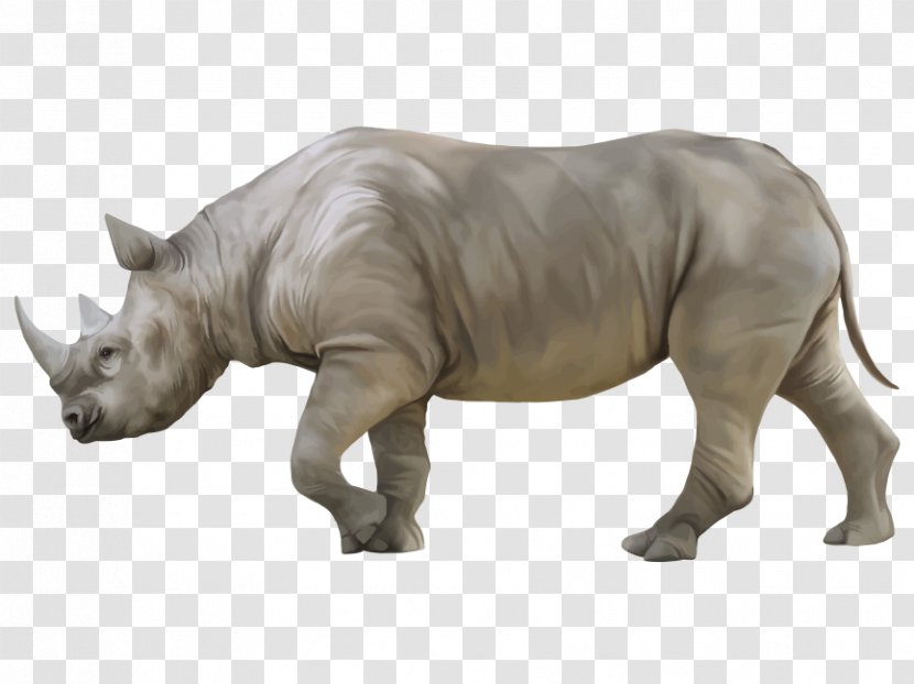 Rhinoceros - Horn - Sumatran Snout Transparent PNG
