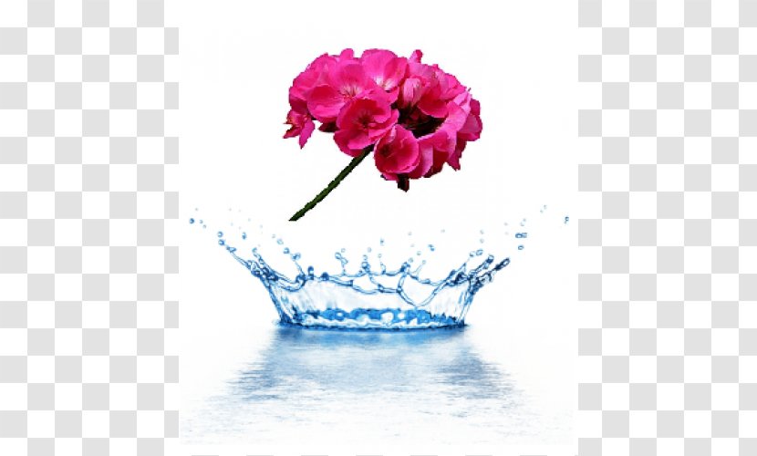 Food System Health Water Closed-circuit Television - Flower - Vase Transparent PNG