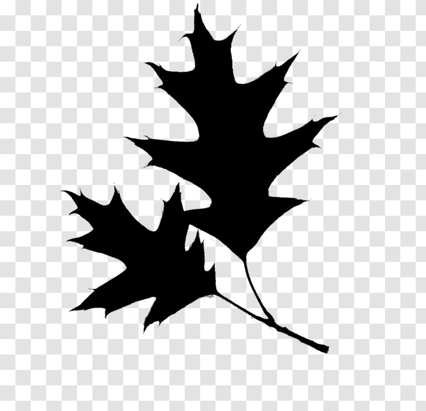 Euclidean Vector Photography Maple Leaf - Gratis - Woody Plant Transparent PNG