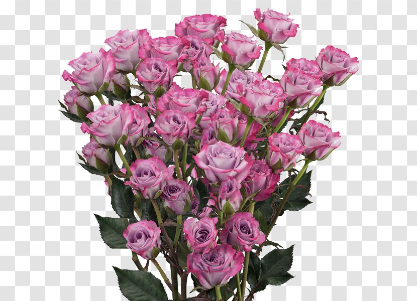 Garden Roses Cabbage Rose Floribunda Floral Design Cut Flowers - Pink M - Flower Transparent PNG