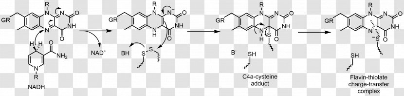 Flavin Group Adenine Dinucleotide Glutathione Reductase Redox - Silhouette Transparent PNG