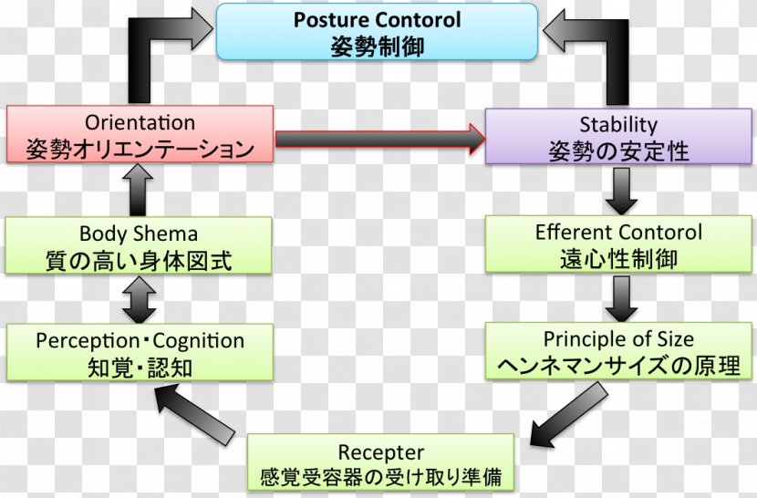 Posture Attitude Control Reaction System Supine Position Brain - Toro Transparent PNG