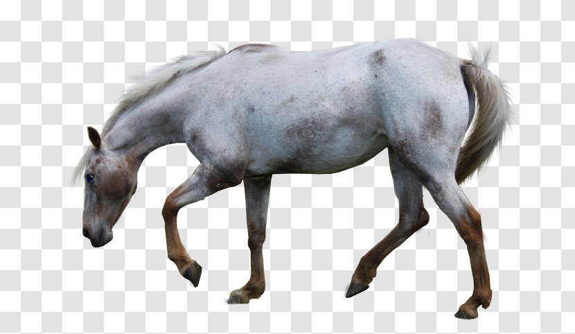 Mustang Appaloosa American Paint Horse Stallion Aegidienberger - Mane - Head Transparent PNG